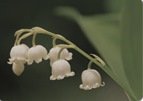 korotkofokusnyy-proektor-mw632st-2.jpg